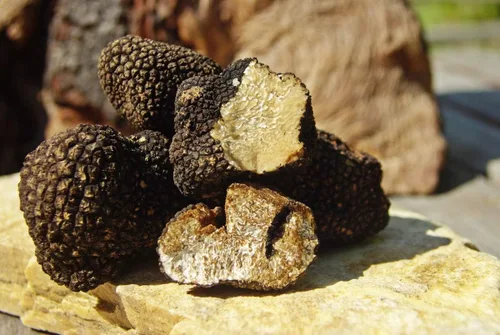Vista 2 de Setas de trufa negra sin OMG para plantar esporas de desove de micelio