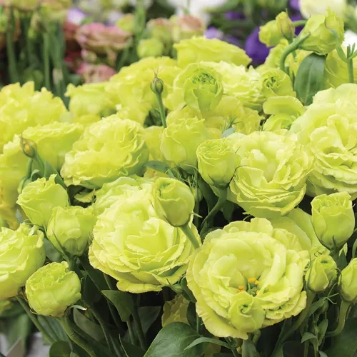 Vista 3 de Más de 300 semillas de flores Lisianthus para plantar, semillas de eustoma, doble flor al aire libre, semilla de Lizzienthus sin OMG, plantas