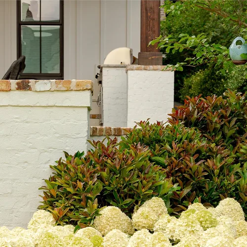 Vista 3 de Southern Living Viburnum - Arbusto superior de cobre de 2 galones