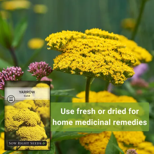 Vista 5 de Sow Right Seeds - Semillas de flores doradas de milenrama de Achillea para plantar - Flores para plantar en tu jardín - Paquete de reliquia sin OMG