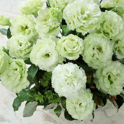 Vista 4 de Eden Brothers Lisianthus Seeds - Rosanne Green (F1)