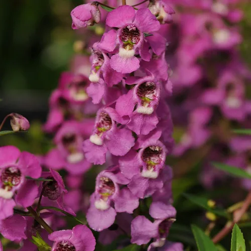 Vista 7 de Outsidepride Serenita Raspberry Angelonia - Semillas de dragón para plantar, 15 semillas de flores perennes, aptas para polinizadores, tolerantes al