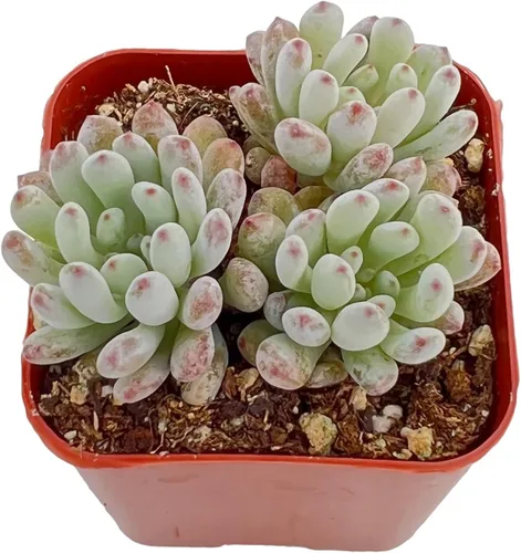 Vista 9 de Plantas suculentas vivas de 2", Aeonium 'Superbang', suculentas mini en maceta, planta de interior de fácil cuidado, regalos únicos, decoración