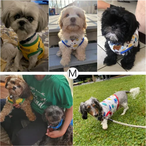 Vista 5 de Geyoga Camisas para perros de 6 piezas - Lindas camisas y sudaderas de algodón con estampado para perros (M)