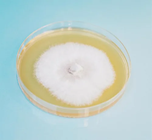 Vista 3 de Root Mushroom Farm- Extracto de malta Agar(MEA)