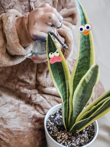 Vista 5 de Imanes de plantas, Googly Eyes imanes de plantas para plantas en maceta, dijes de plantas para regalos de plantas, juego de 7