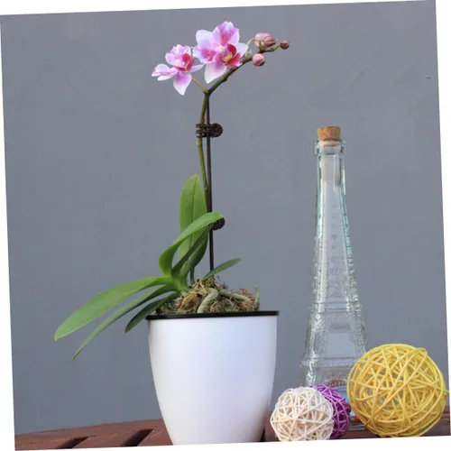 Vista 9 de 150 clips de orquídea de jardín, prácticos clips de soporte para plantas para asegurar tallos y enredaderas, protegen las orquídeas de daños por