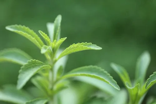 Vista 2 de Semillas de plantas de hierbas de Stevia Sweetleaf I 100 semillas de stevia naturales para plantar I Semillas de reliquia sin OMG