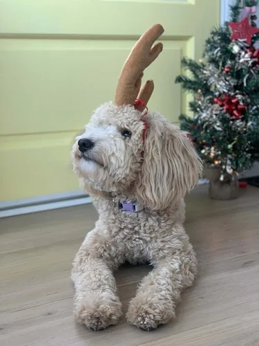 Vista 5 de ComfyCamper - Disfraz de reno con astas para perro de Halloween - Diadema cosplay de Navidad, talla pequeña, mediana, grande, extragrande