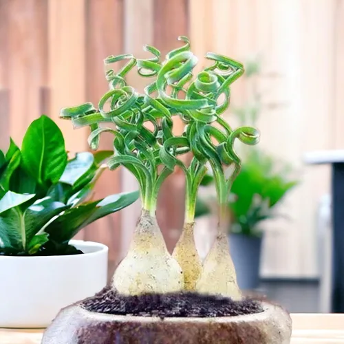 Vista 8 de 200 PIEZAS/BOLSA Suculentas Verdes para Bonsái DIY y Flores en Maceta - Delicia Vibrante del Jardín