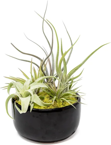 Vista 5 de Air Plant Shop Planta de aire grande ensamblada para jardín, al por mayor y a granel, suculentas, Tillandsia viva, plantas de interior y exterior