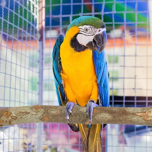 Vista 3 de 8 juguetes de loros de madera natural para pájaros, perca colgante, periquitos
