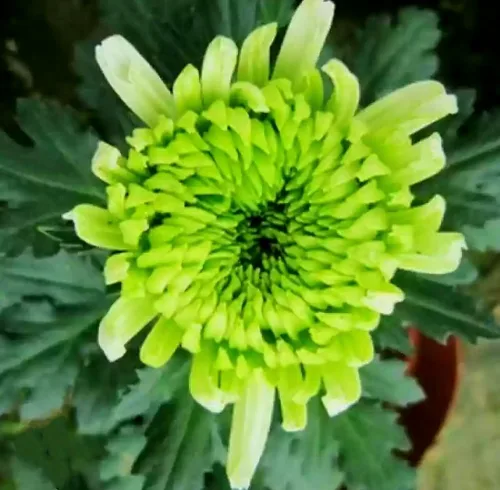 Vista 3 de 120 semillas de crisantemo auténtica araña china flor rara comestible té exótico verde