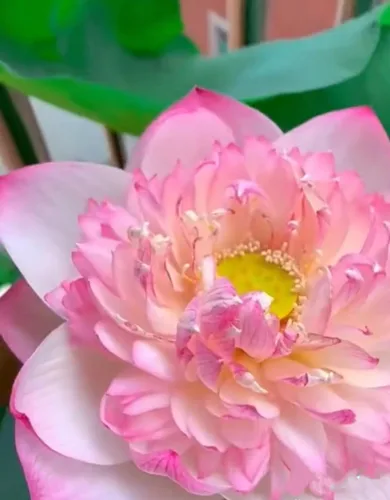 Vista 4 de 25 semillas de loto bonsái, tazón de semillas de loto, flor de lirio de agua. Mezcla acuática comestible, semillas de loto ideales para principiantes