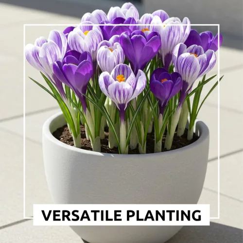 Vista 6 de Bombillas de flores preenfriadas para forzar en interiores, fáciles de cultivar, cultivar en agua o suciedad en interiores o plantas al aire libre