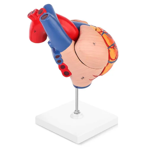 Vista 6 de SKUMOD Modelo de corazón humano 1:1, tamaño real de 2 partes de corazón numerado preciso que muestra 48 estructuras internas anatómicas