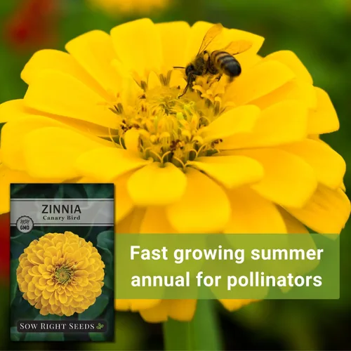 Vista 5 de Sow Right Seeds - Semillas de zinnia de ave canaria para plantar - Paquete de reliquia sin OMG para plantar y cultivar - Flores anuales amarillas