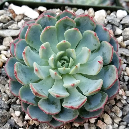 Vista 3 de Echeveria Minima Cactus Cactus Suculenta Real Planta Viva