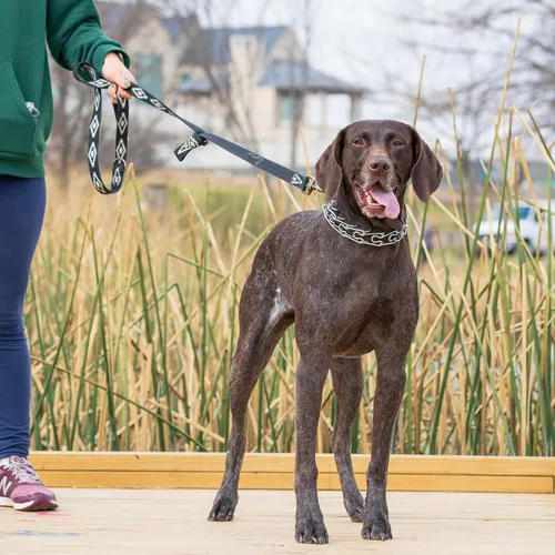 Vista 3 de Collar de entrenamiento ajustable para perros con punta de goma cómoda y hebilla de liberación rápida para perros pequeños, medianos y grandes