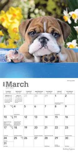 Vista 3 de Bulldog Puppies 2024 7 x 14 Inch Monthly Mini Wall Calendar BrownTrout Animals Dog Breeds Puppy