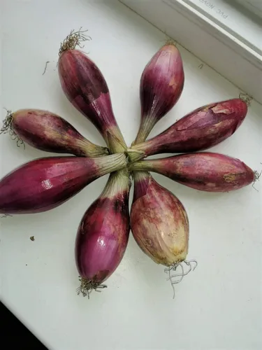 Vista 3 de Semillas Verduras herederas de cebolla de chalota roja para plantar sin OMG