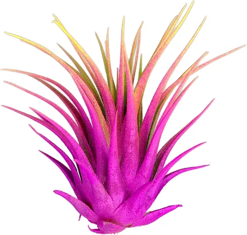 Vista 12 de Planta de aire Rainbow Tillandsia, planta de aire Tillandsia, planta de aire, purificación de aire, planta de casa, decoración y regalo para el azul