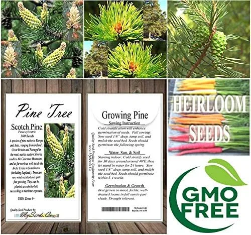 Vista 8 de Semillas para árbol de pino sin transgénicos de MySeeds.Co