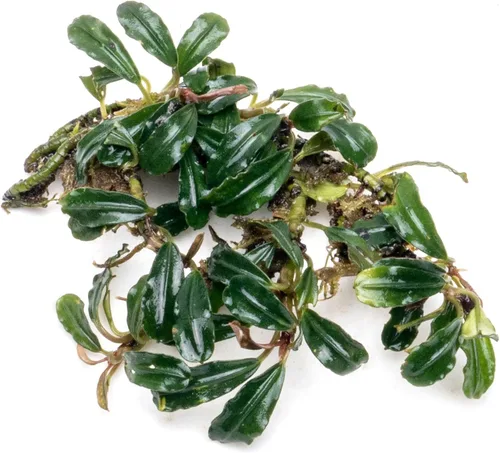 Vista 26 de SubstrateSource Bucephalandra Brownie Phantom - Planta de acuario viva – Decoración natural de pecera de agua dulce, decoración acuática