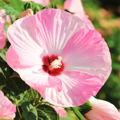 Vista 5 de Plantas de hibisco, planta viva de árbol de hibisco, un grupo de plantas de hibisco vivas, 6 a 8 pulgadas de alto, planta de flores perennes