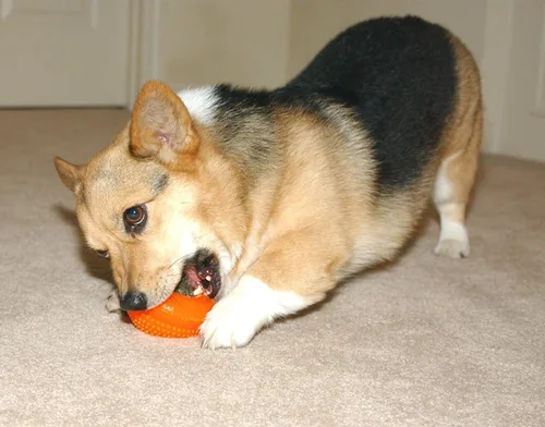 Vista 2 de Starmark Everlasting Treat Bento Ball - Juguete masticable resistente para perros, pequeño