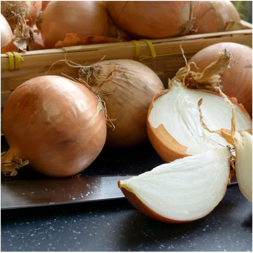 Vista 2 de Seed Needs Semillas de cebolla para plantar cebollas amarillas dulces españolas de día largo – Semillas de verduras sin OMG y sin tratar
