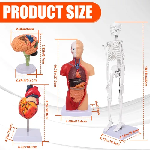 Vista 2 de Wadoy Conjunto de modelos de anatomía humana, cerebro, cuerpo del torso humano, corazón, modelo de esqueleto, modelos de anatomía para estudiantes