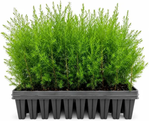 Vista 10 de Southern Red Cedar 1 Live Gallon Size Pot Juniperus Virginiana Silicicola Evergreen Privacy Trees Native Landscape Plants