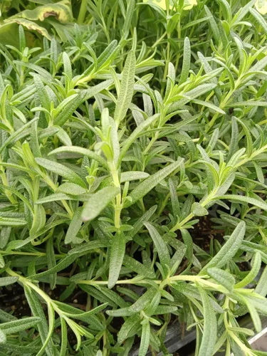 Vista 4 de Plantas de romero azul toscano vivo (paquete de 3) de 5 a 8 pulgadas de alto, hierba culinaria fragante para cocinar y paisajismo, jardines