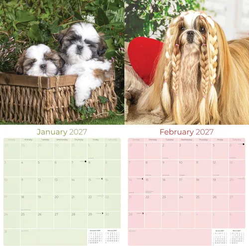 Vista 2 de Razas de Perros 2017 Shih Tzu