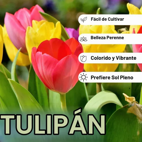 Vista 4 de Bulbos de tulipanes de colores mixtos para plantar (25 bombillas)