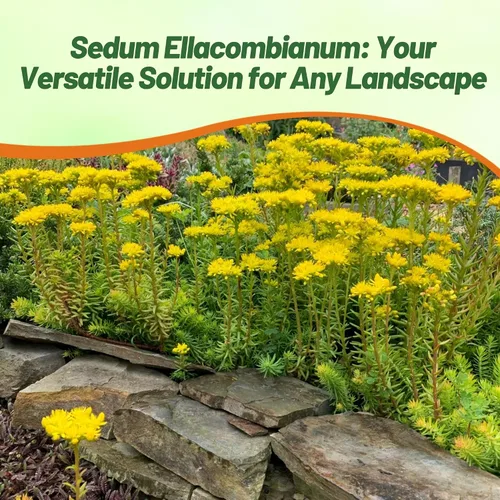 Vista 6 de Outsidepride Ellacombianum Sedum Seeds - 1000 semillas perennes de cobertura del suelo para plantar, plantas suculentas resistentes al frío