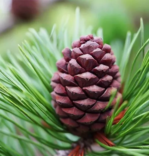 Vista 2 de Pinus thunbergii (pino negro japonés) Semillas de árbol, forma atractiva y características únicas, semillas de MySeeds.Co, elige