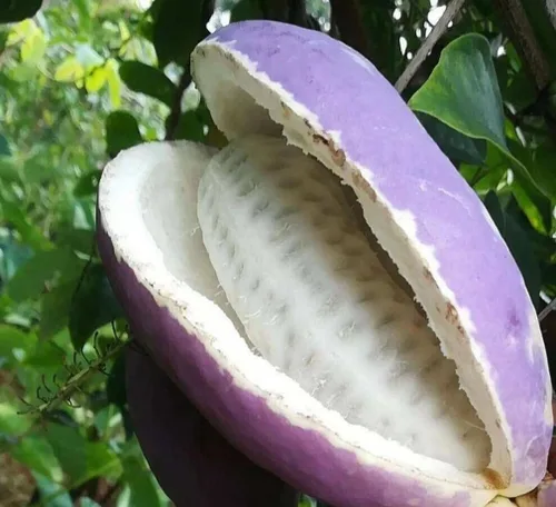 Vista 5 de Semilla de vid de fruta de chocolate Akebia Trifoliata, 25 unidades de Holboellia Latifolia