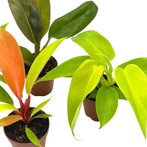Vista 3 de BubbleBlooms Philodendron Surtido Set, macetas de 2 pulgadas, 4 diferentes plantas de casa imperiales Philo