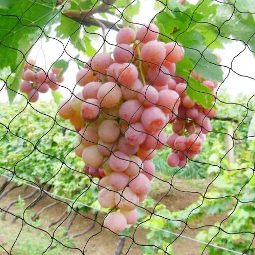 Vista 5 de Noa Store Red de Malla de Nylon Anti Pájaros [25x50] pies para Árboles Frutales, Jardín, Plantas, Protectores de Árboles, Aviario y Red para Aves