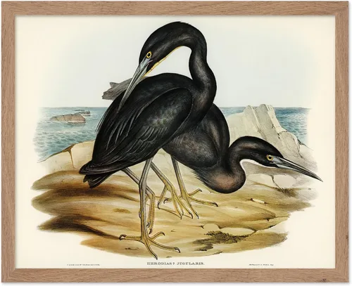 Vista 102 de Poster Master Póster vintage de James Audubon – Impresión retro de amargo americano – Arte de aves de América – Regalo para hombres, mujeres