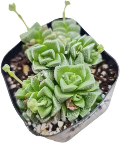 Vista 3 de Plantas suculentas vivas de USKC (Crassula de 2.5 pulgadas 'Spring time')