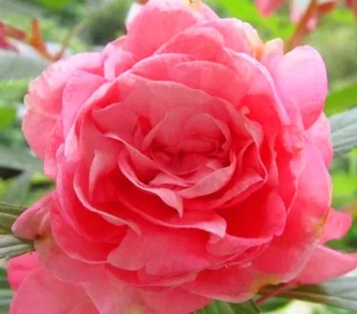 Vista 4 de 100PCS Semillas dobles Camelia Impatiens Color mezclado Impatiens Balsamina Semillas