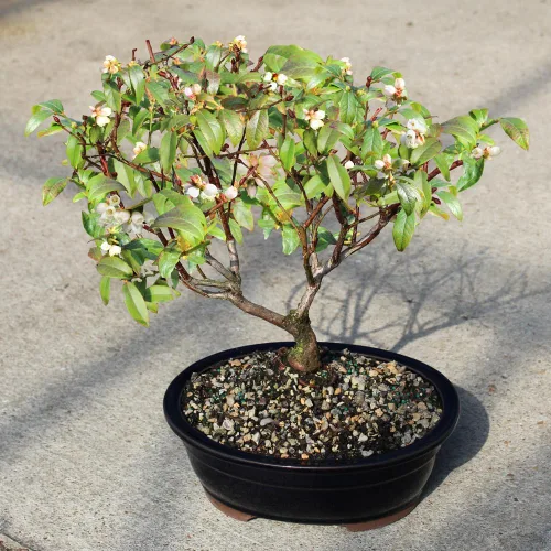Vista 4 de Brussel's Bonsai Árbol bonsái de arándanos enanos vivos, mediano, 6 años, de 10 a 14 pulgadas de alto, árbol bonsái para exteriores con maceta