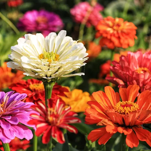Vista 13 de LUOJIBIE Cosmos Seeds, más de 4,500 semillas de flores cosmos para 2026, semillas de flores silvestres para plantar jardín al aire libre, mezcla
