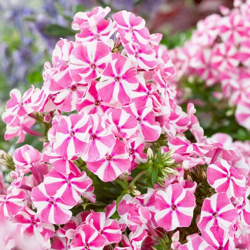 Vista 2 de Más de 2000 semillas Phlox Dwarf Beauty Mix Semillas para plantar al aire libre-Anual Phlox Creeping Ground Cover
