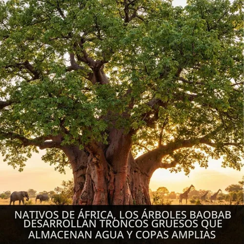 Vista 2 de 6 semillas de baobab (Adansonia) - Semillas de árbol Baobab - Planta tropical exótica rara