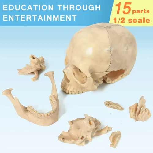 Vista 4 de EVOTECH SCIENTIFIC Mini modelo de calavera humana, 15 piezas didácticas modelo de calavera de anatomía explosionada del tamaño de la palma