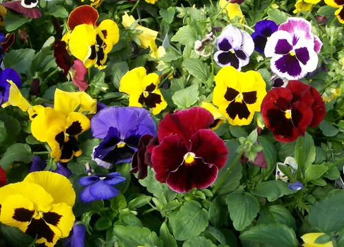 Vista 6 de Semillas Viola Swiss Mix (Nombre científico: Viola wittrockiana) Flores Perennes
